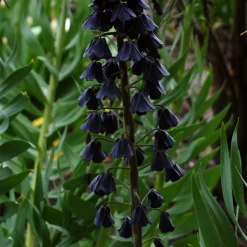 Fritillaire de Perse - Grandes fleurs, effet immédiat