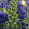Fritillaire de Perse Ivory Bells - L'élégance qui monte haut