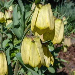2 Fritillaires pallidiflora - Des clochettes jaunes au jardin