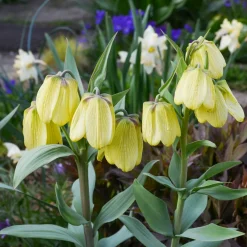 2 Fritillaires pallidiflora - Des clochettes jaunes au jardin