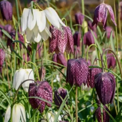 30 Fritillaires pintade en mélange - Le damier rare du jardin