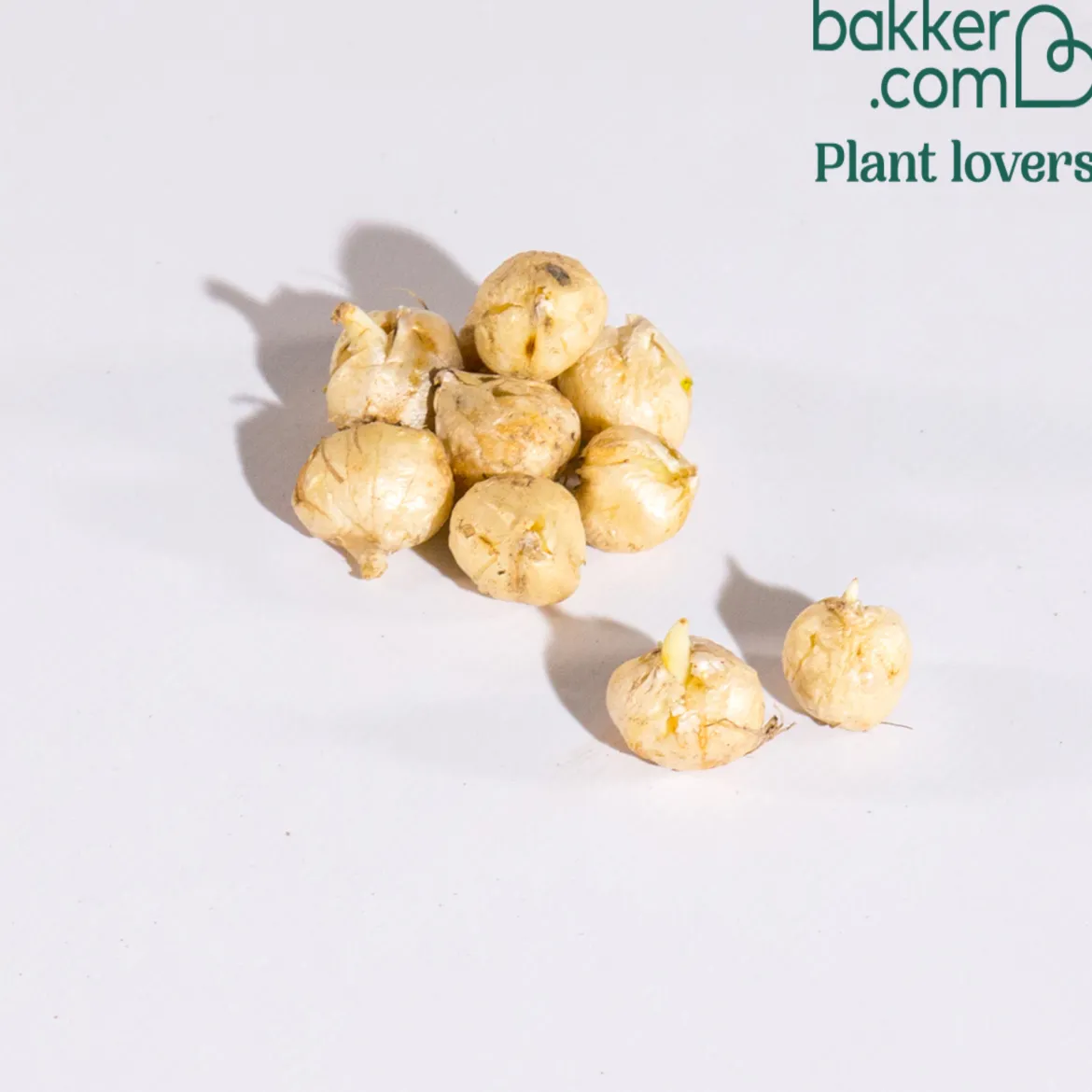 10 Fritillaires Raisin de renard - Des clochettes bicolores rares