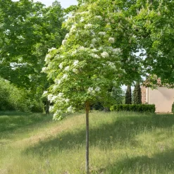 Frêne à fleurs - Un nuage blanc au jardin
