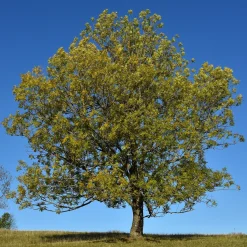 Frêne élevé - Grand arbre vite installé