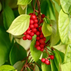 Fruit de la vitalité - La baie qui booste l'énergie