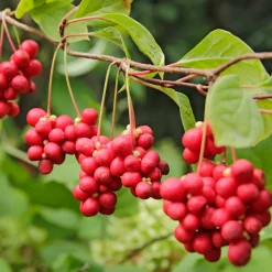 Fruit de la vitalité - La baie qui booste l'énergie
