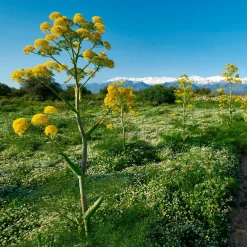 Férule commune - Un géant jaune au jardin