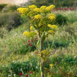 Férule commune - Un géant jaune au jardin