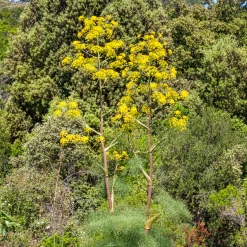 Férule commune - Un géant jaune au jardin