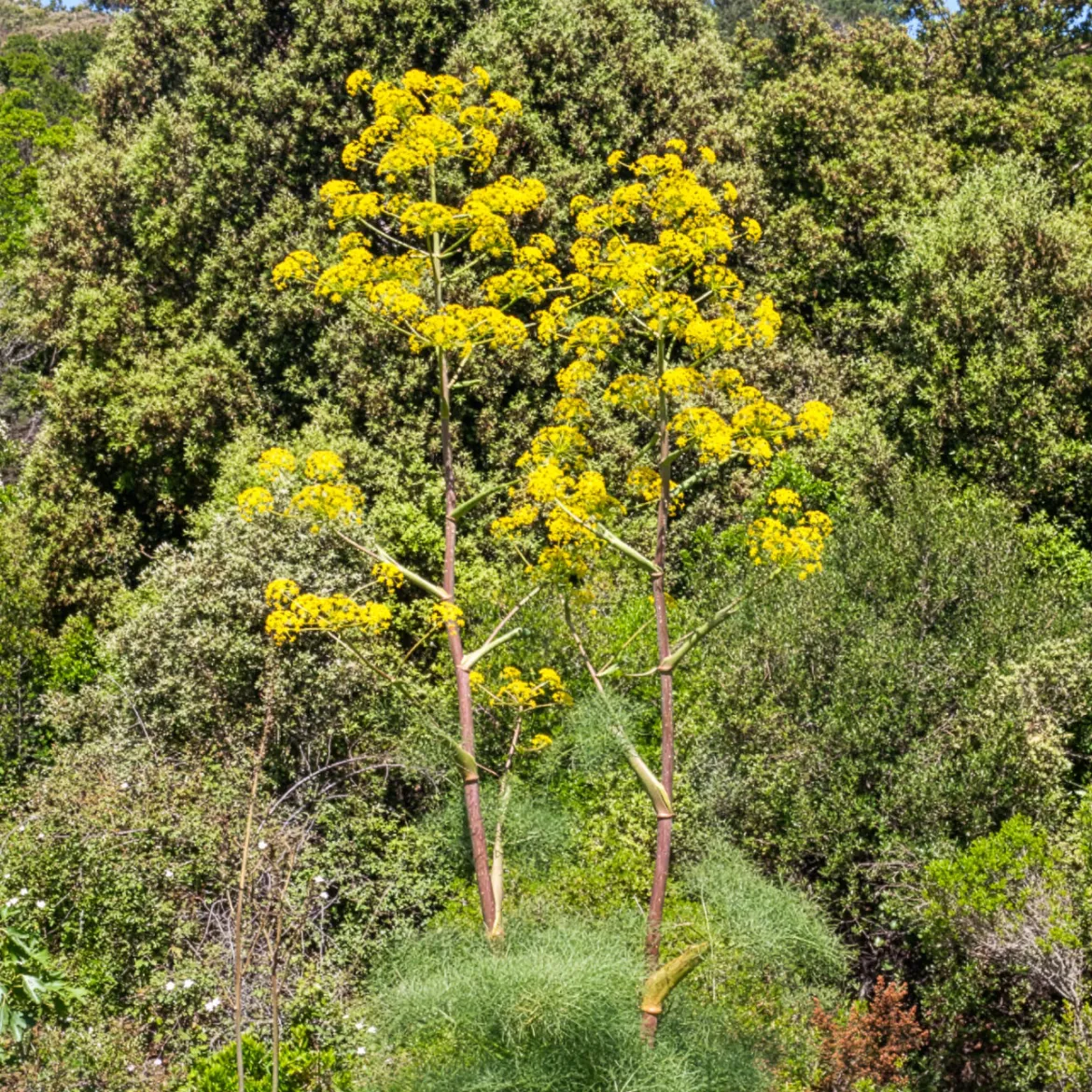 Férule commune - Un géant jaune au jardin