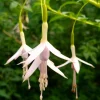 Fuchsia de Magellan Sharpitor - Feuillage clair, fleurs tout l'été