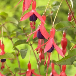 Fuchsia Mrs Popple - Des fleurs rouges tout l'été