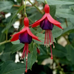 Fuchsia Mrs Popple - Des fleurs rouges tout l'été