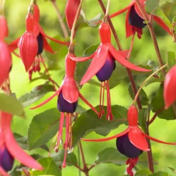 Fuchsia Mrs Popple - Des fleurs rouges tout l'été