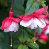 Fuchsia retombant Swingtime - Cascade de fleurs tout l'été