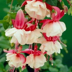 Fuchsia retombant Swingtime - Cascade de fleurs tout l'été