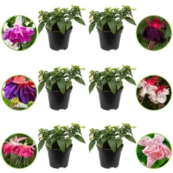 6 Fuchsias All in One en mélange - Cascades de fleurs tout l'été