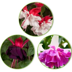 3 Fuchsias Bella Rosella, Blue Angel, New Millenium en mélange - Cascade de fleurs tout l'été
