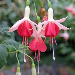 3 Fuchsias Celia Smedley - Une explosion de rouge tout l'été