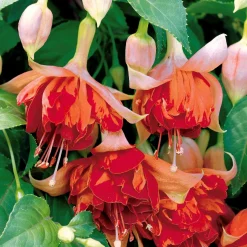 6 Fuchsias en mélange - Des fleurs pendantes tout l'été