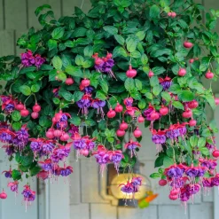 6 Fuchsias en mélange - Des fleurs pendantes tout l'été