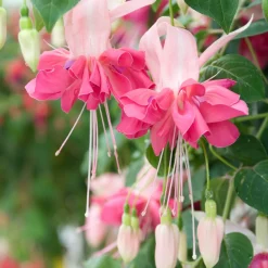 6 Fuchsias en mélange - Des fleurs pendantes tout l'été