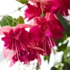 3 Fuchsias à fleurs géantes Bella Rosella - Cascade de fleurs géantes