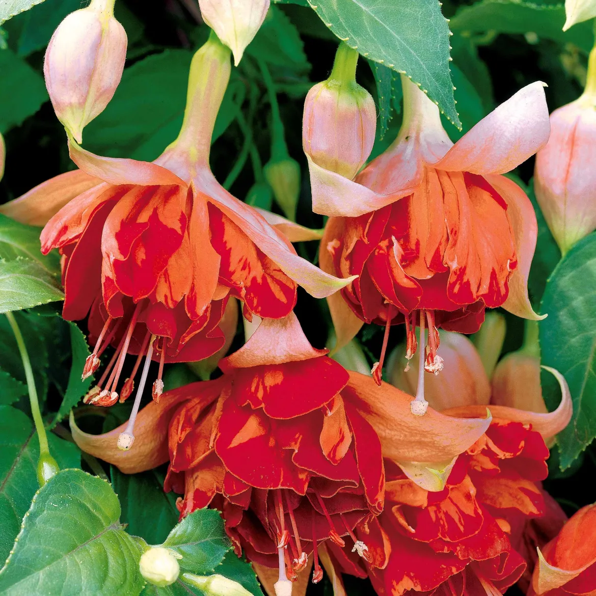 3 Fuchsias retombants Bicentennial - Suspensions fleuries tout l'été