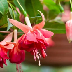 3 Fuchsias retombants Bicentennial - Suspensions fleuries tout l'été