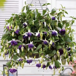3 Fuchsias retombants Blue Angel - Cascade violette tout l'été