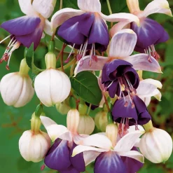 3 Fuchsias retombants Blue Angel - Cascade violette tout l'été