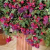 3 Fuchsias retombants Dark Eyes - La cascade fleurie sans effort