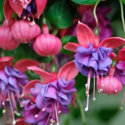 3 Fuchsias retombants Dark Eyes - La cascade fleurie sans effort