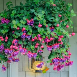 3 Fuchsias retombants Dark Eyes - La cascade fleurie sans effort