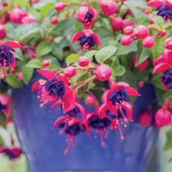 3 Fuchsias retombants Dark Eyes - La cascade fleurie sans effort