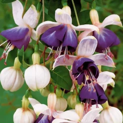 6 Fuchsias retombants en mélange - Cascade de fleurs tout l'été