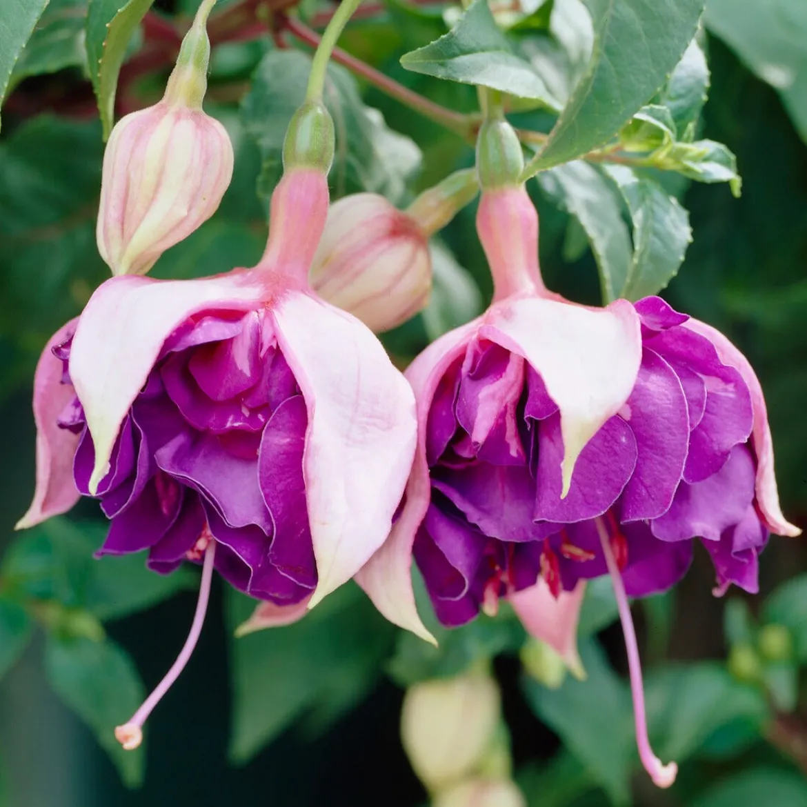 3 Fuchsias retombants Royal Mosaic - Cascade de fleurs bicolores