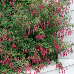 3 Fuchsias Riccartonii - Fleurs tout l'été sans effort