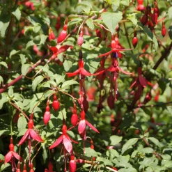3 Fuchsias Riccartonii - Fleurs tout l'été sans effort