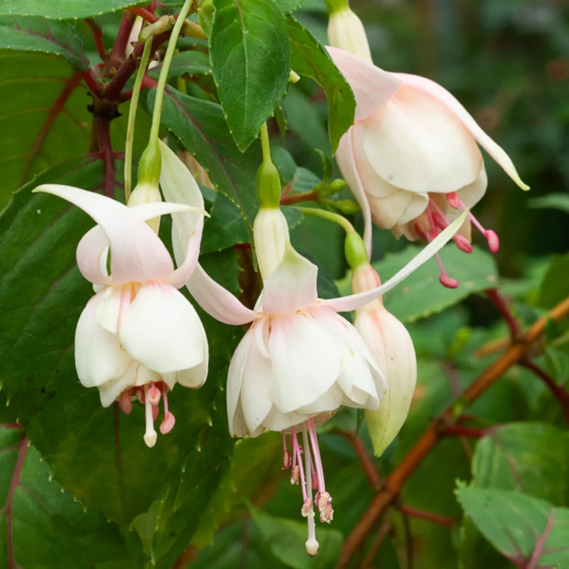 3 Fuchsias résistants au gel Annabel - Des fleurs tout l'été sans souci