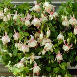 3 Fuchsias résistants au gel Annabel - Des fleurs tout l'été sans souci