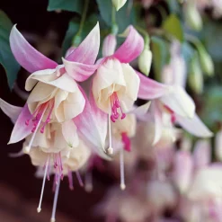 3 Fuchsias résistants au gel Annabel - Des fleurs tout l'été sans souci