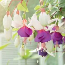 6 Fuchsias résistants au gel en mélange - Des fleurs même en hiver