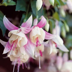 6 Fuchsias résistants au gel en mélange - Des fleurs même en hiver