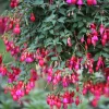6 Fuchsias rustiques en mélange - Fleurs qui durent tout l'été