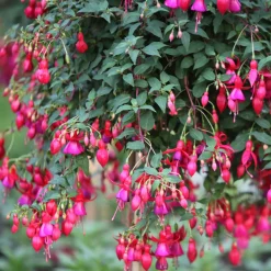 6 Fuchsias rustiques en mélange - Fleurs qui durent tout l'été