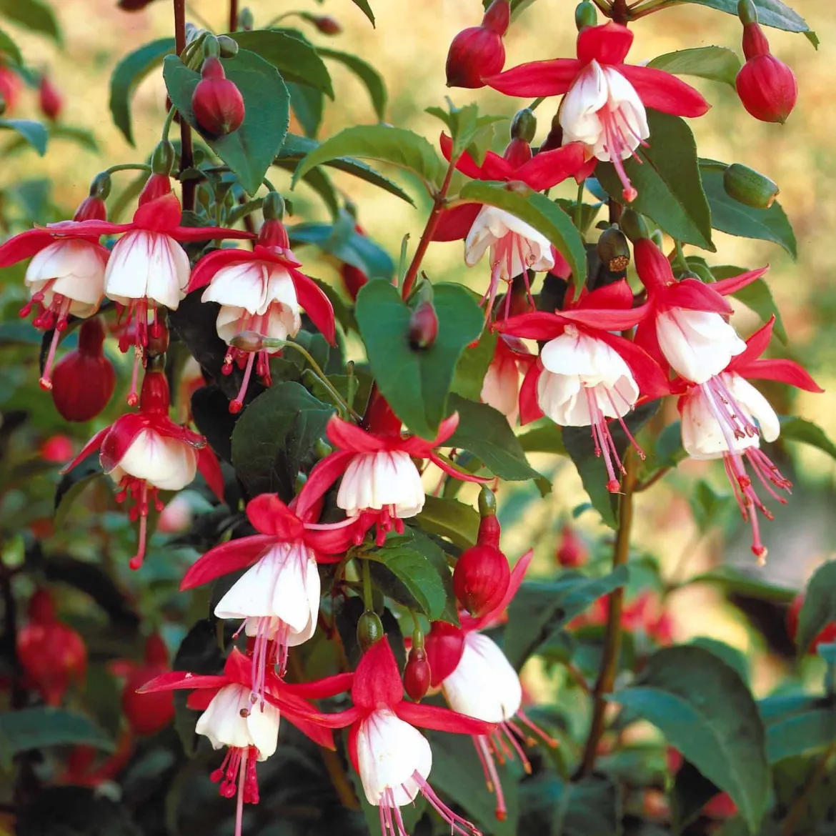 6 Fuchsias rustiques en mélange - Fleurs qui durent tout l'été