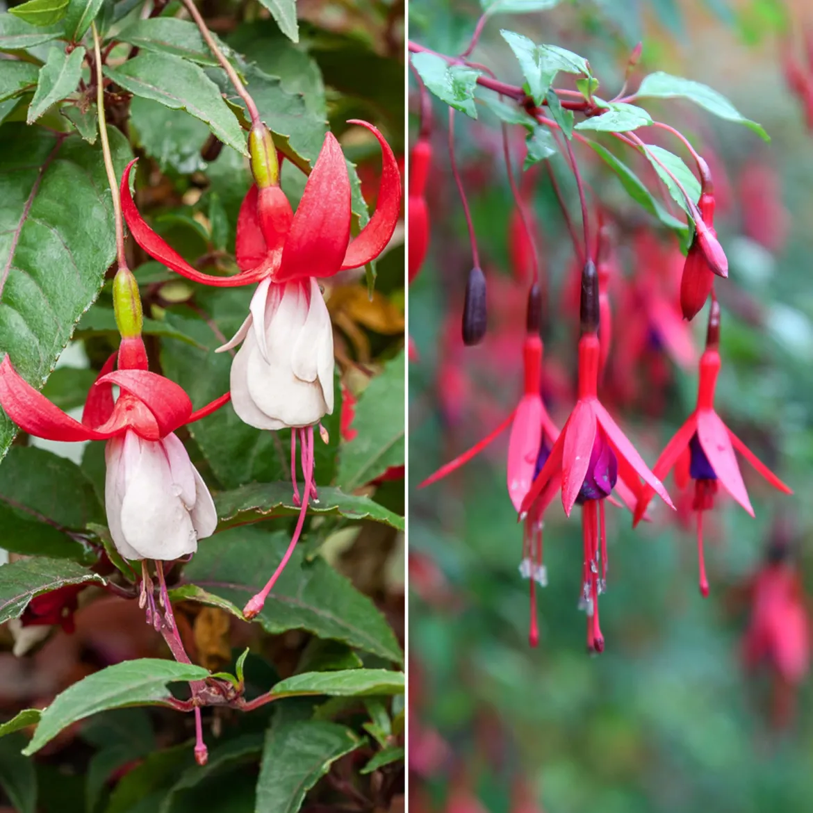 6 Fuchsias rustiques en mélange - Fleurs qui durent tout l'été