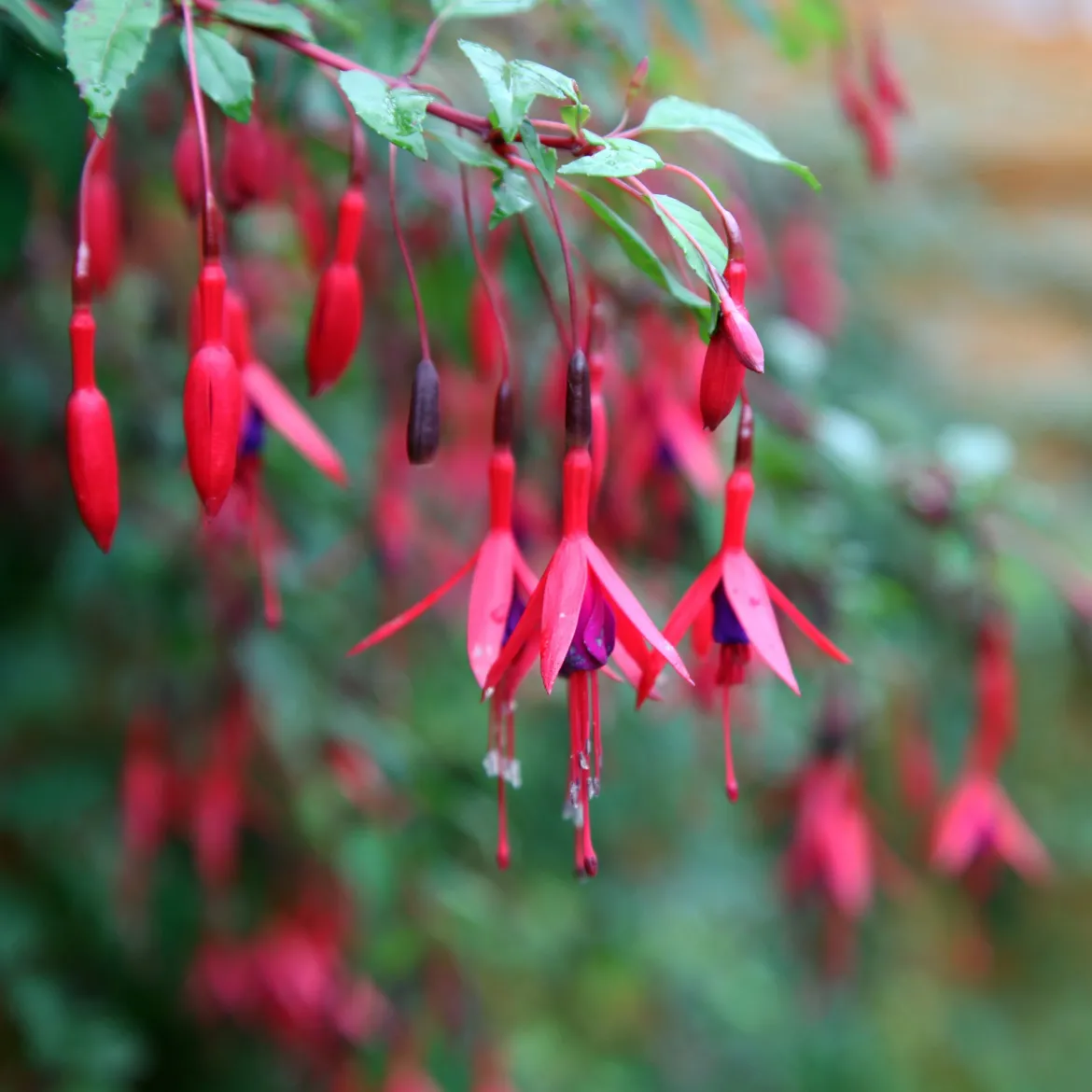 6 Fuchsias rustiques en mélange - Fleurs qui durent tout l'été