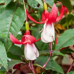 6 Fuchsias rustiques en mélange - Fleurs qui durent tout l'été